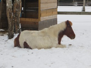 Junior liegend