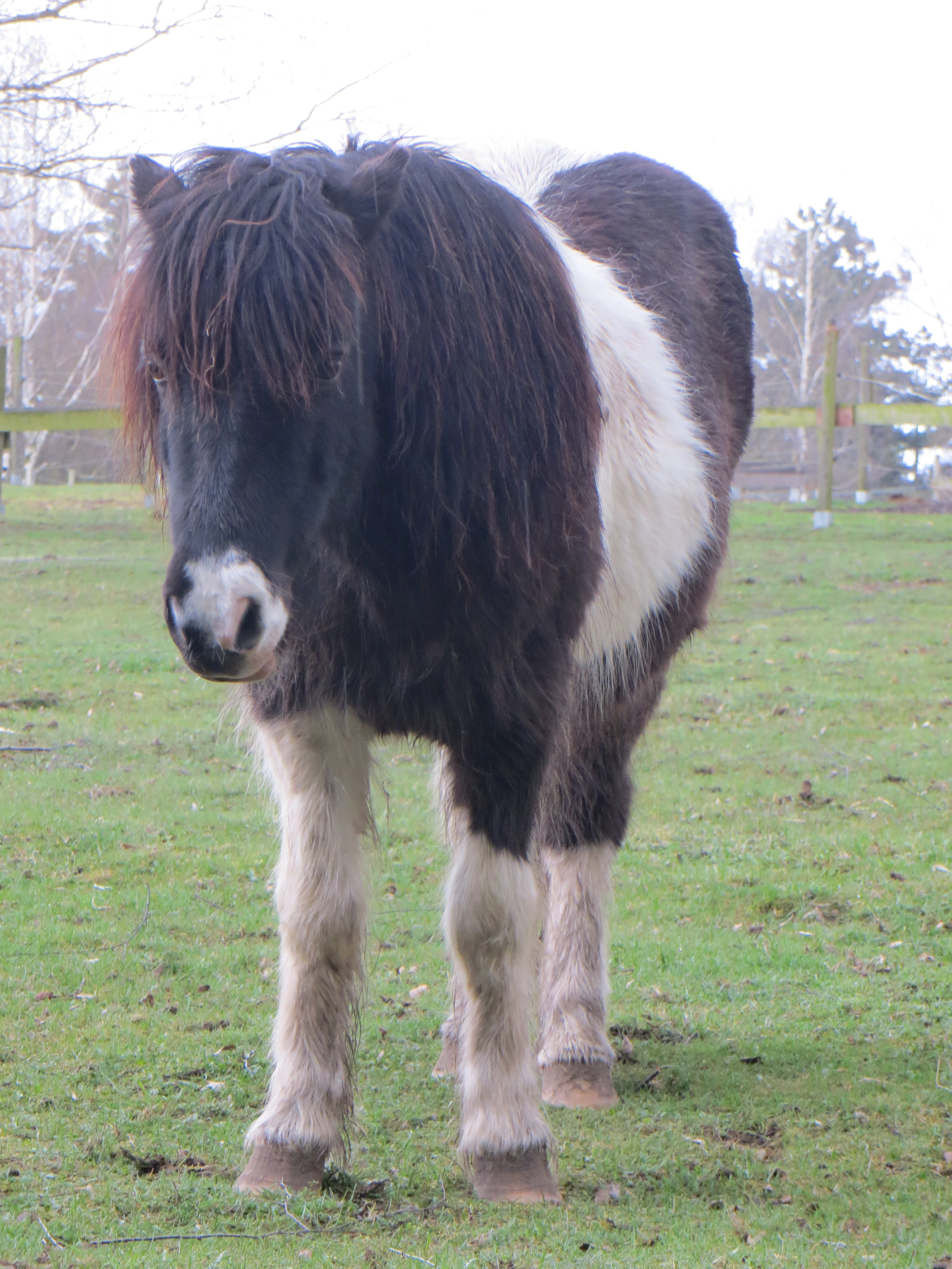 kleiner Fritz